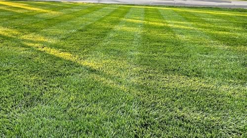 Lawn Synergy Lesco All-Pro Tall Fescue Grass Seed, Drought-Tolerant, 10 lbs - Image 3