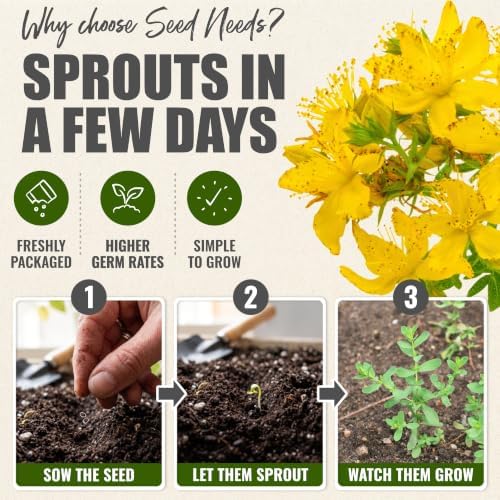 Seed Needs St. John's Wort Seeds to Plant an Herb Garden - 2 Packs - Image 5