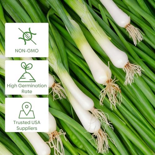 Groundio 200+ Heshiko Japanese Bunching Green Onion Seeds | Non-GMO Heirloom | High Germination | Mild Scallions for Cooking (Allium fistulosum) - Image 2