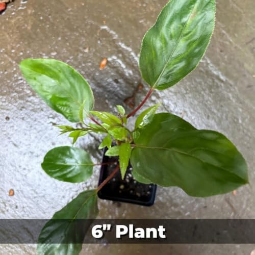 Hardy Kiwi Live Plants – Edible Fruit Vine, Zones 3–8: 1 Anna Female 4"+ and 1 Meader Male 4"+ Pair (2 Plants in 2.5" Pots) - Image 2