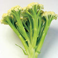 20 Seeds of Cauliflower Fioretto 60 - Non-GMO & by Unknown