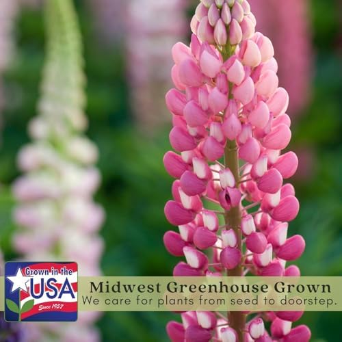Clovers Garden Foxglove Dalmatian Mix Plants Two (2) Live Plants Non-GMO - Each 4" to 8" Tall in 4" Pots Heirloom Perennial, Pollinator Friendly Lavender, Purple, Pink, Cream, and White - Image 3