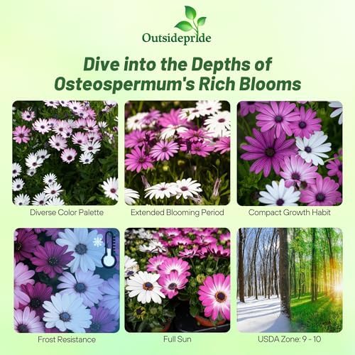 Outsidepride Osteospermum African Daisy Seed Mix - 100 Pcs. Perennial Flower Seeds for Planting Outdoors with Long-Lasting Blooms, Drought-Tolerant, Easy to Grow for Sunny Gardens & Borders - Image 2