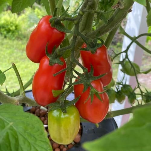 San Maranzo Tomato Plants, 4 Inch Pot - Image 3