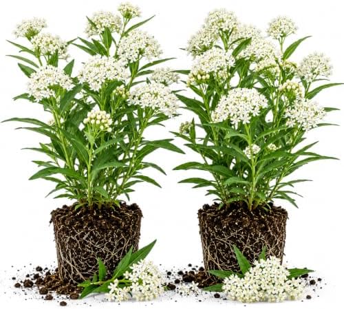 2 White Milkweed Live Plants 4-7 Inches, Asclepias Butterfly Milkweeds by UIOTER