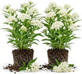 2 White Milkweed Live Plants 4-7 Inches, Asclepias Butterfly Milkweeds by UIOTER