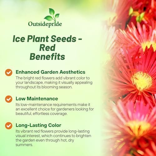 Outsidepride Gelato Red Ice Plant Seeds - 5000 Pcs Perennial, Drought Tolerant Ground Cover Seeds for Planting Vibrant Trailing Blooms, Ideal for Sunny Gardens & Xeriscape Landscaping - Image 3