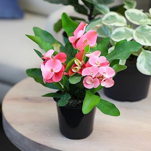 Euphorbia Crown of Thorns Plant Decor, Perennial Plants Ready to Plant, Cactus Plants Live Houseplants, Outdoor Plants Live House Plants Live Plants Indoor Plants Live Houseplants by Plants for Pets - Image 4
