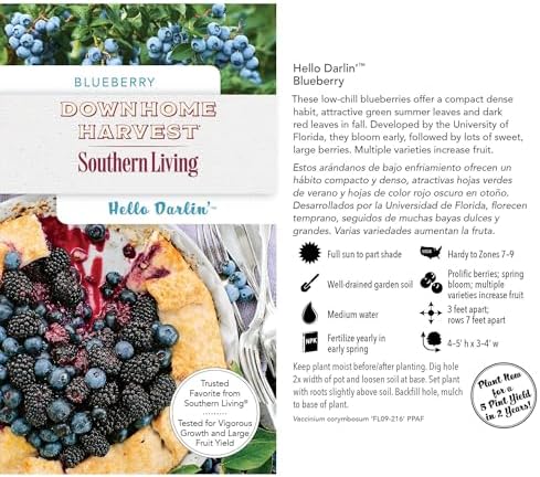 Southern Living 2 Gal. Blueberry Hello Darlin Shrub - Image 3