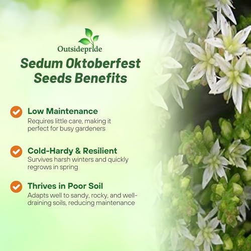 Outsidepride Oktoberfest Sedum Seeds - 1000 Pcs Perennial Ground Cover Seeds for Planting, Cold-Hardy & Heat-Tolerant Succulent Plants, Ideal for Rock Gardens, Containers, and Xeriscaping - Image 3