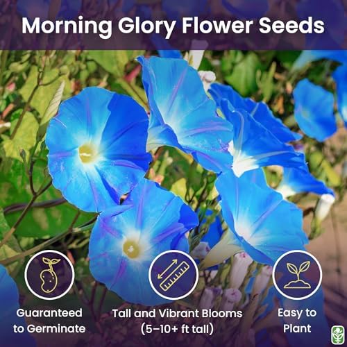 Morning Glory Seeds for Planting - 250 Fresh Seeds - Heavenly Blue Climbing Vine Flower Seed - Attracts Butterflies & Hummingbirds - Fast Growing Ivy - Grown in The USA - Image 2