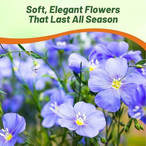 Outsidepride Blue Flax Seeds - 1 lb Perennial Flower Seeds for Planting, Self-Seeding, Drought-Tolerant w/Compact Growth, Ideal for Small Gardens, Meadows, Borders, or Mass Plantings - Image 6