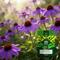 Purple Coneflower Seeds for Planting Outdoor, Hardy Native Perennial Flower by Unknown