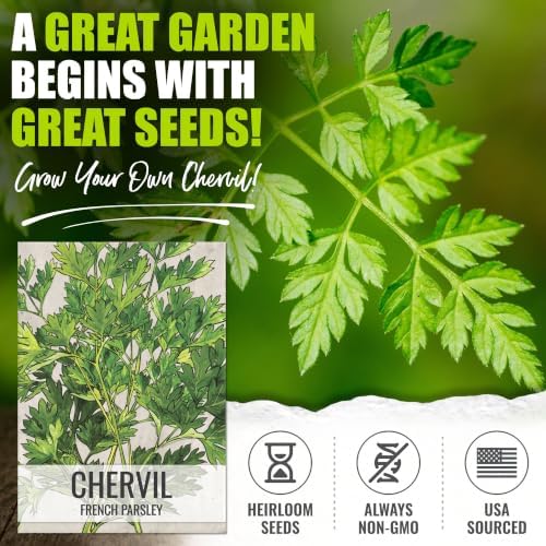 Seed Needs Chervil Seeds to Plant an Herb Garden - 5 Packs - Image 2