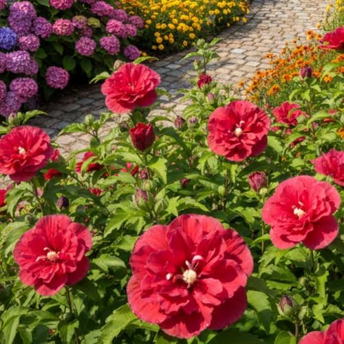 Red Live Rose of Sharon Plant, Hardy Garden Shrub, 6-12 Inch Tall - Image 6