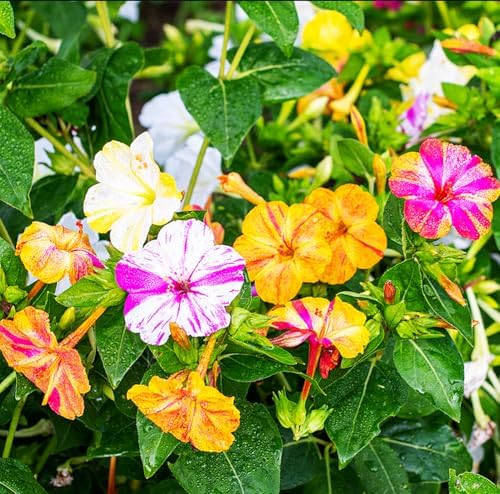 Mixed Four O Clock Seeds - Broken Colors 50 Pcs Mirabilis Jalapa - Image 5