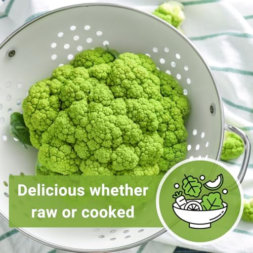 Sow Right Seeds - Green Macerata Cauliflower Seed for Planting Vegetables - Image 6