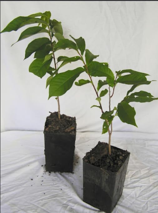 Old Fashioned Lilac Bushes Live Plants (2 Pack) – 14–24” Tall - Syringa vulgaris – Fragrant Lavender Purple Flowers – Hardy Flowering Shrubs - Image 2