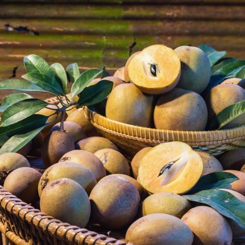 Sapodilla Tree Live Plant, 4-6 Inc, Sweet Fruit Plant Outdoor - Image 6