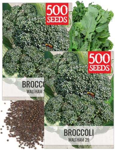 Seed Needs Waltham 29 Broccoli Seeds to Plant Heirloom & Non-GMO 2 Packs by SeedNeeds