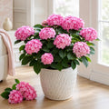 Dwarf Hydrangea Live Plant, White Pink Flowering Shrub Plant, Perennial Hydrangea for Indoor, Outdoor Garden 4 to 6 Inch Tall by Unknown