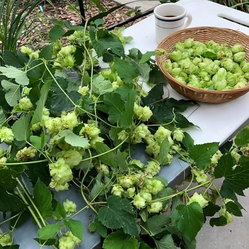 Cascade Hops Plant (Humulus lupulus) in 2.5 inch Pot | Perennial Vine for Beer Making or Tea - Image 3