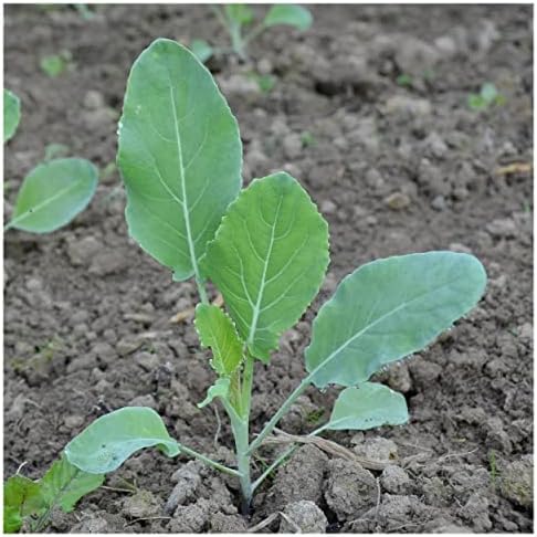 250 Organic Snowball Y Improved Cauliflower Seeds - Gold Vault Packet - Image 5