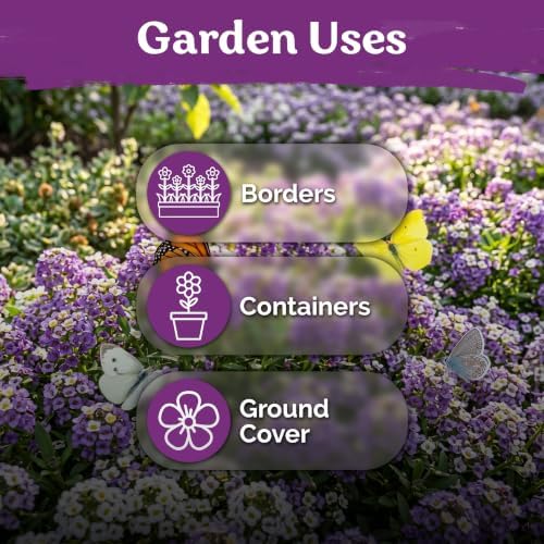 5,000 Royal Carpet Sweet Alyssum Heirloom Flower Seeds, Lobularia Maritima - Image 6