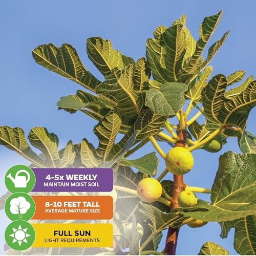 LSU Gold Fig Tree (2-Pack) Live Starter Plants by Wellspring Gardens - Image 3