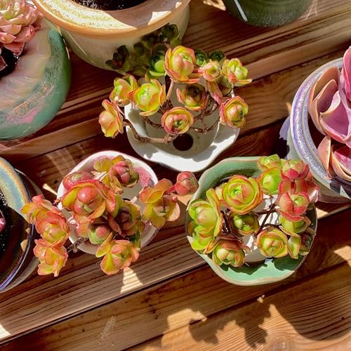 Aeonium saundersii Pinheads Rare Live Succulent Plants, Pink Cluster 3.5" Live Plant, Package Without Pot Soil, Garden Indoor Office Desk Wedding Party Baby Shower Decoration, Friend Plant Lovers Gift - Image 3