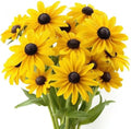 5000 Black Eyed Susan Flower Seeds for Planting - Rudbeckia hirta Native Wildflower, Pollinator Garden, Heirloom, Non-GMO, USA Grown by RDR Seeds by RDRSeeds