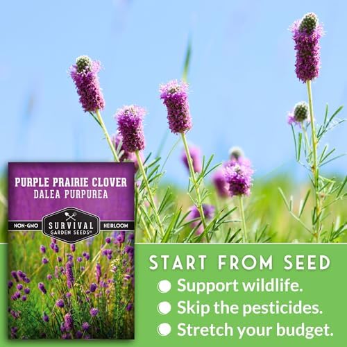 Purple Prairie Clover Seeds for Planting - 1 Pack - Image 4