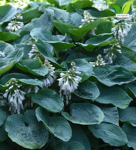 Votaniki Hosta Sieboldiana Elegans Bare Root Perennial Plant Huge Blue Gray Rounded Leaves Slug Resistant Shade Garden Plant White Midsummer Flowers Woodland Focal Point (Pack of 25) - Image 3