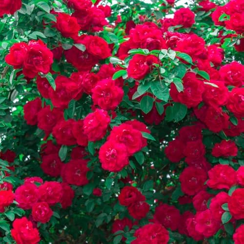 Red Climbing Rose Live Plant, Hardy, 5-10 Inch Tall - Image 3