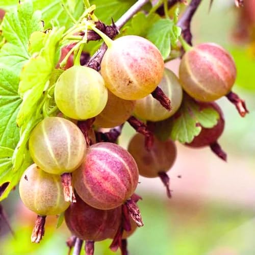 Gooseberry Plant Live, Outdoor Berry Plant, 5-9 Inch Tall - Image 5