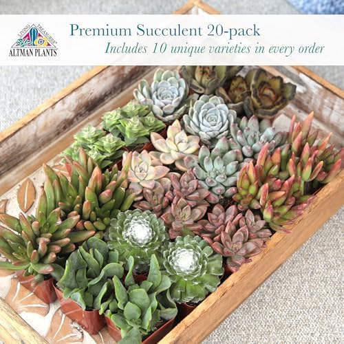 Altman Plants, Live Succulent Plants (20 Pack) Assorted Potted Succulents Plants Live House Plants in Cacti and Succulent Soil Mix, Cactus Plants Live Indoor Plants Live Houseplants in Planter Pots - Image 2