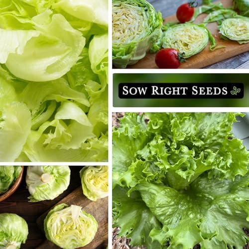 Sow Right Seeds - Iceberg Lettuce Seeds for Planting Crisp Head Variety 2pk - Image 4