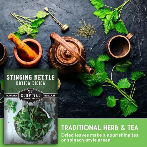 Stinging Nettle Seeds for Planting - 3 Packs - Image 4