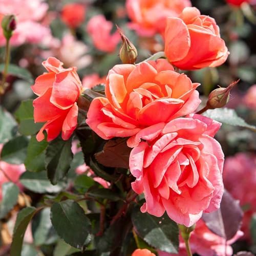 Perfect Plants Coral Knock Out Rose Bush, 1 Gallon, Live Plant - Image 5