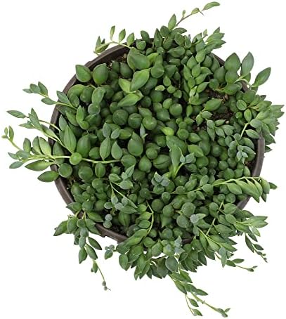 String of Bananas Plant Live Succulent, 6 in. Pot, Easy Trailing Succulents - Image 7