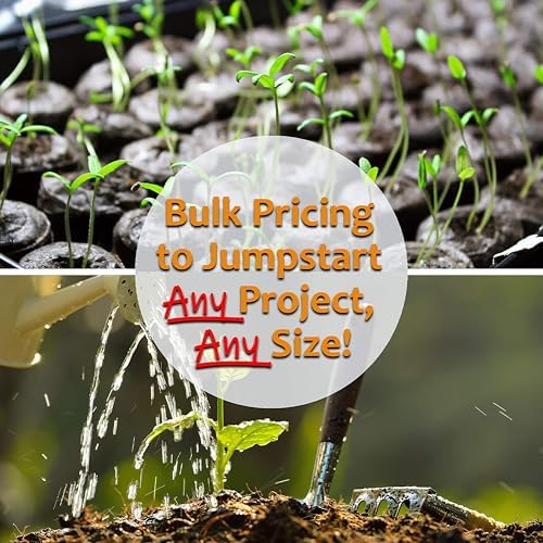 Mountain Valley Seed Co New Day Series Gazania Mix Seeds 25 Seeds Coated - Image 3