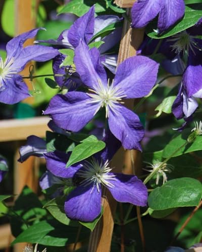 Perennial Farm Clematis 'Jackmanii' Hybrid – Live Flowering Vine in 4 Quart Container, Large Deep Purple Blooms, Vigorous Grower, Long Blooming, Ideal for Trellises, Fences & Garden Arches - Image 5