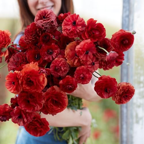 Eden Brothers Ranunculus Bulbs - Chocolate by EdenBrothers