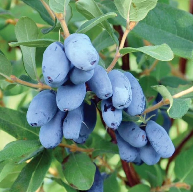 Indigo Gem Honeyberry (Haskap) Shrub - 6-12" Tall Live Plant - Image 7