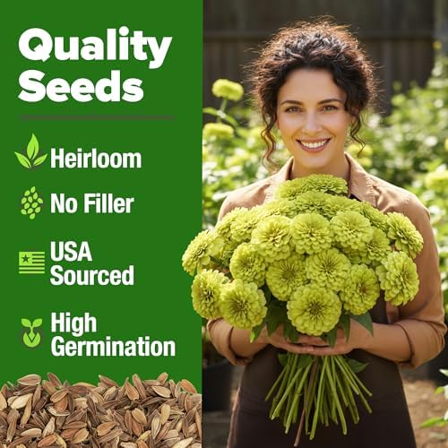 HOME GROWN Envy Zinnia Seeds, 1000 Seeds, Zinnia elegans - Image 2