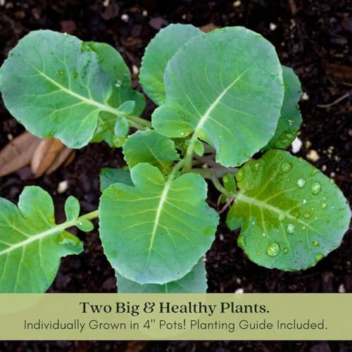 Clovers Garden Broccoli Marathon Plants- Two (2) Live Plants – Non-GMO - Not Seeds - Each 4" to 8" Tall – in 4" Inch Pots - High-Yield, Cold Tolerant - Image 2