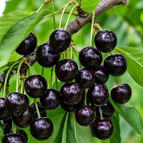 3 Black Cherry Fruit Tree Live Plants - Prunus serotina, Ships Dormant - Great for Home and Garden Yards Planting - Native Edible Cherry Shade Tree (3 Rooted Tree Plants) by CZGrain