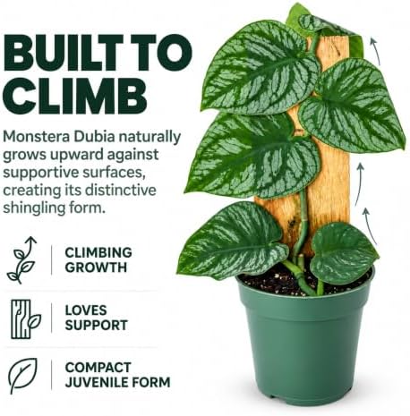 Monstera Dubia Live Plant, Rare Shingle Climbing Indoor Houseplant - Image 3