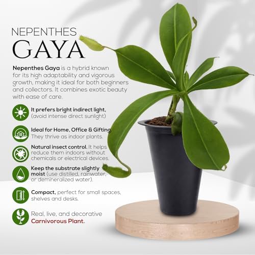 Pitcher Plant Nepenthes Lady Luck (4 Pack) Rare Live Plants-Carnivorous Insect Eating Plant, Indoor Tropical Houseplant, Easy Care Pitcher Plant Live, Starter Size Carnivorous Plant for Indoor - Image 7