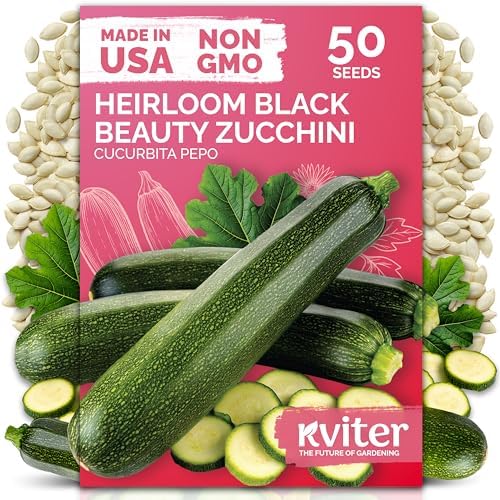 50 Black Beauty Zucchini Heirloom Vegetable Seeds, Cucurbita Pepo by KVITER